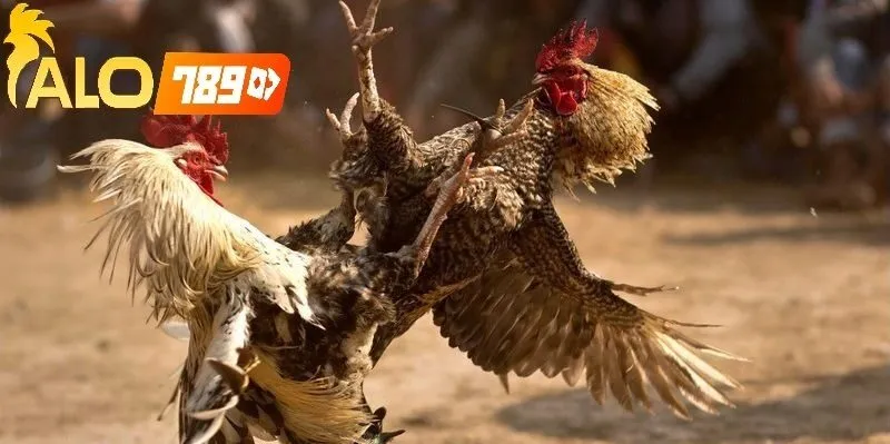 Đá Gà Trực Tiếp C1 Alo789 – Uy Tín, Sống Động, Chất Lượng Cao