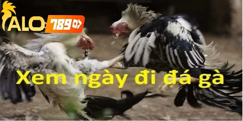 Ưu Điểm Khi Xem Lịch Đá Gà Theo Ngày Alo789 – Live Chuẩn HD, Cập Nhật Nhanh